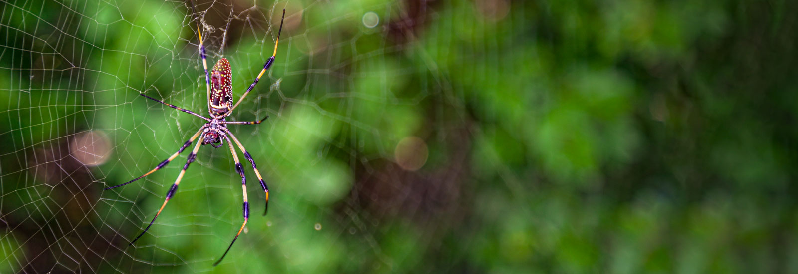 A spider photographed at Biscayne National Park. Photo: Quanxi He/University of Miami
