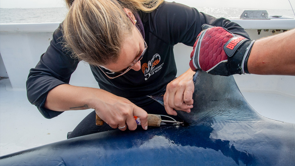 Shark tagging