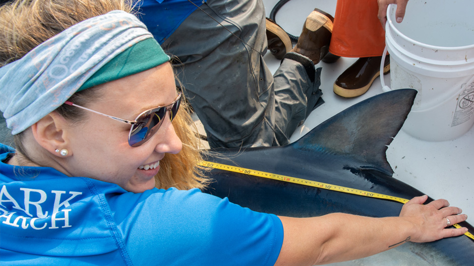 Shark tagging