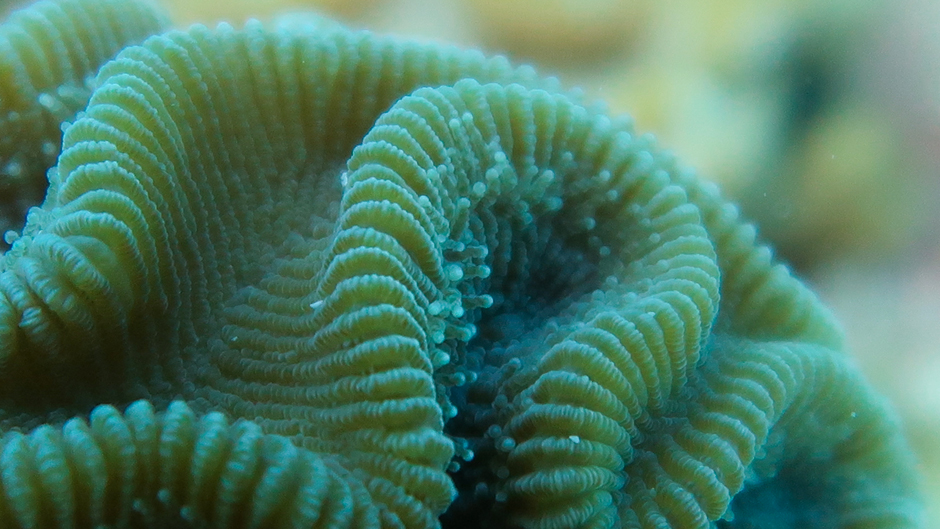 Grooved brain coral by Devon Ledbetter