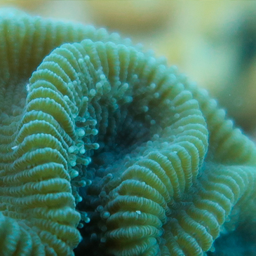 Grooved brain coral by Devon Ledbetter