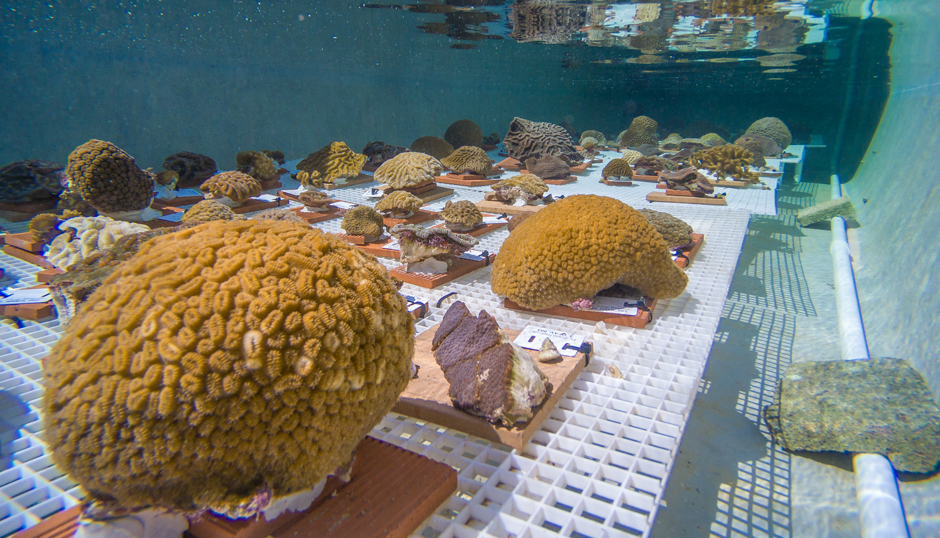 Corals in the hatchery