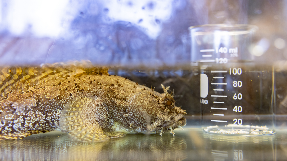 An Toadfish is pictures next to a beaker holding a collection of carbon ( white rice grain sized peices) produced from a bunch of toadfish in one night.  Martin Grosell and two other investigators (Amanda Oehlert and Rachael Heuer) are studying the role ray-fined fish play in the ocean's carbon cycle.