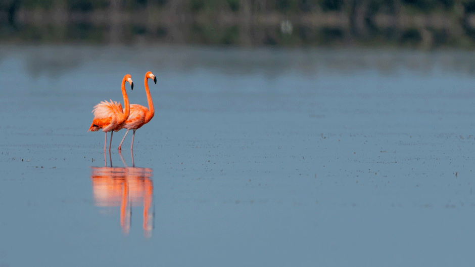 flamingos in everglades