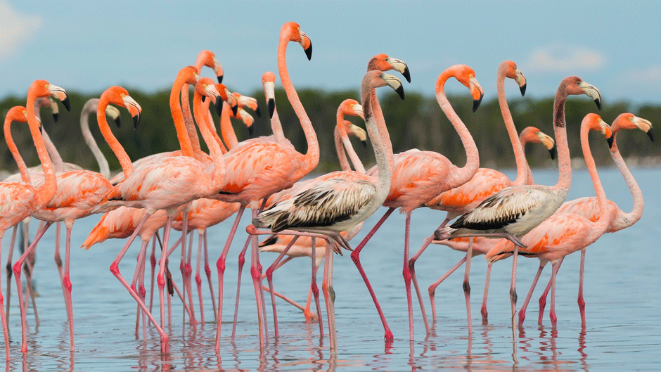 flamingos in the Everglades
