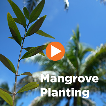 University of Miami staff and students, in  collaboration with Miami-Dade County's  artist-in-residence, Xavier Cortada, are  planting mangroves on campus.