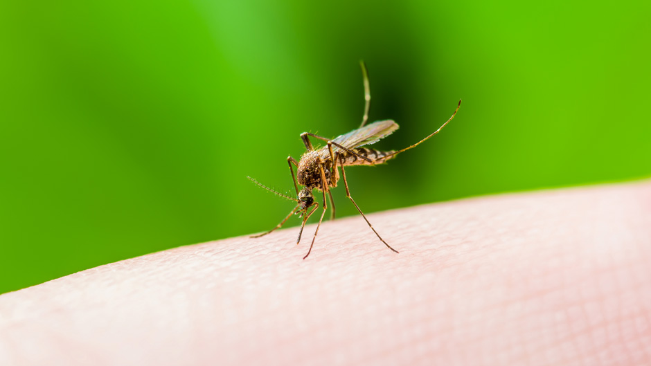 Newswise: hurricane-impact-on-mosquito-population-hero-940x529.jpg