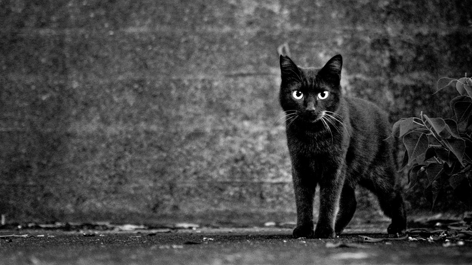 Newswise: superstitions-black-cat-hero-940x529.jpg