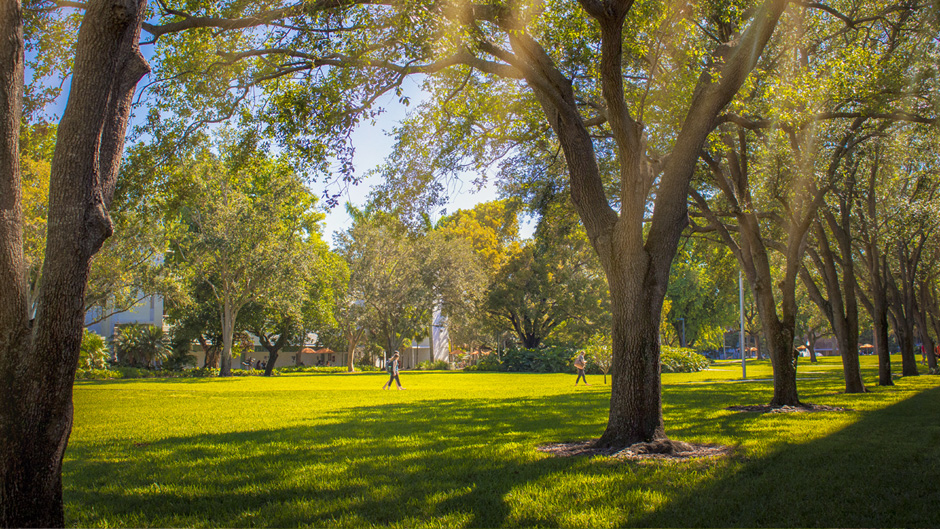 New research indicates that to keep Miami’s tree canopy resilient, tropical species may be the best option for local municipalities and environmental leaders to consider.