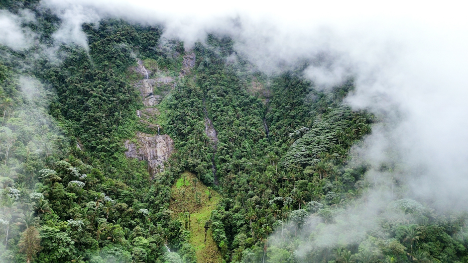 Recent expeditions in the Centinela forest reveal unique plants once thought to be extinct are thriving in the region’s biodiverse forest patches.