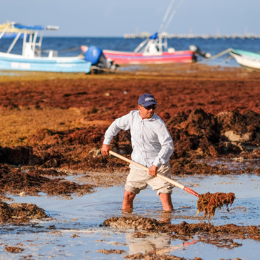 Sargassum seaweed 