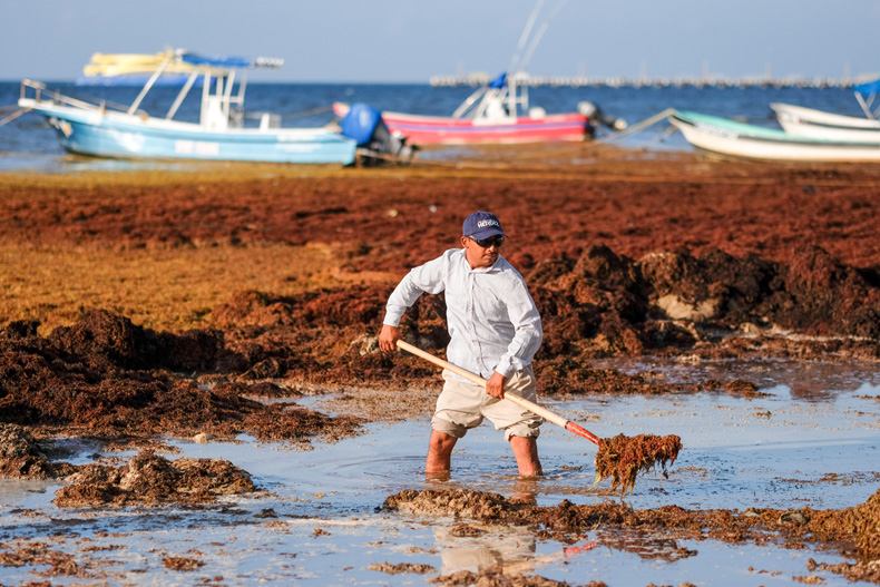 Sargassum seaweed 