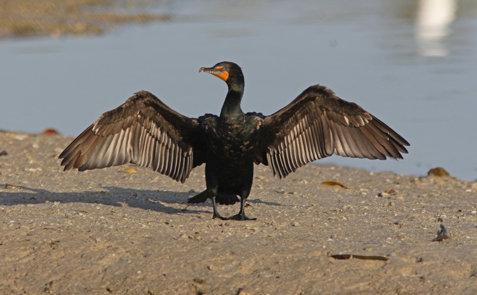 cormorant