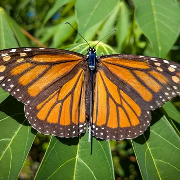 Monarch butterfly 