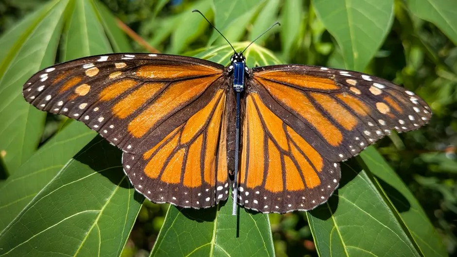 Monarch butterfly
