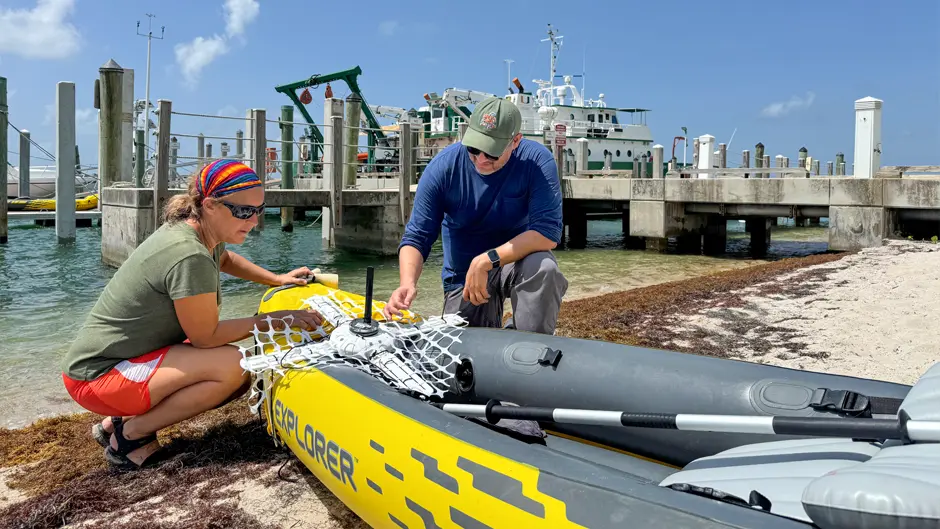 Sargassum seaweed