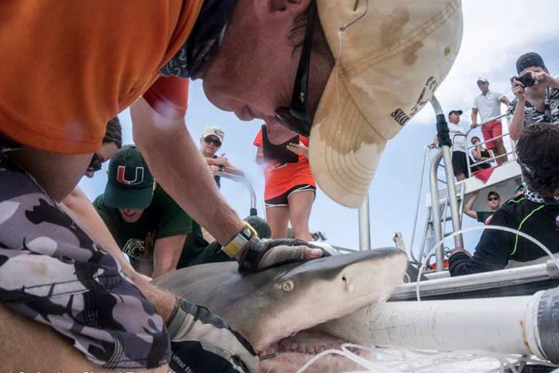 Dr. Neil Hammerschlag and his team perform an ultrasound on a pregnant female tiger shark.