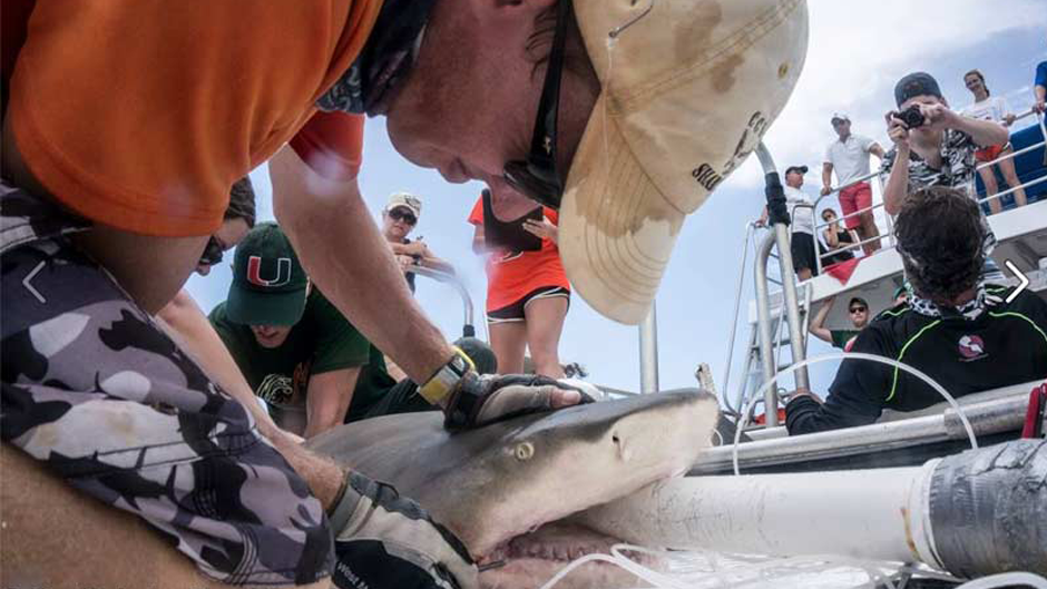 Dr. Neil Hammerschlag and his team perform an ultrasound on a pregnant female tiger shark.
