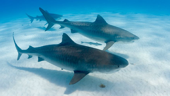 Three tiger sharks swimming along the ocean floor.