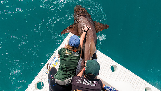 Shark Research students help a tiger shark back into the ocean.