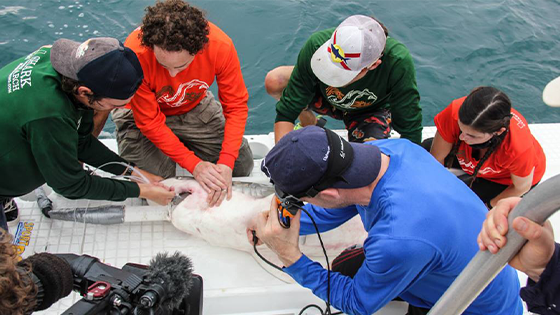Dr. Neil Hammershlag and his team perform ultrasound on pregnant female shark.
