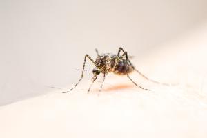  dengue-fever