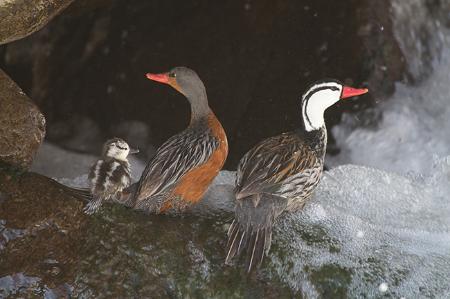 unique-adaptations-help-ducks-thrive-in-the-andes