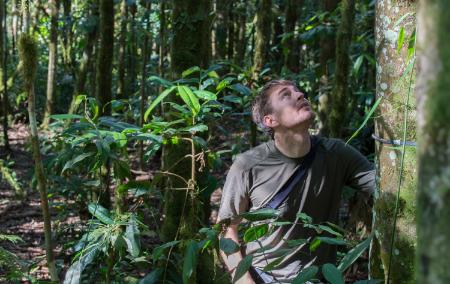 Dr. Kenneth Feeley looks up at a tree in the Amazon rain forest. 