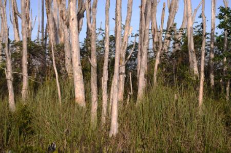 Melaleuca tress in the Florida wetlands