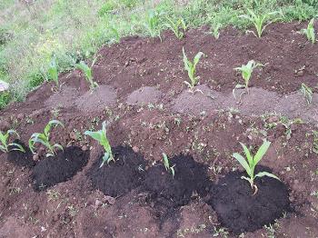  one-of-the-experimental-corn-plots