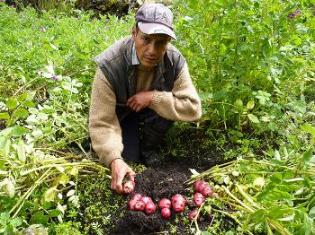  peruvian-potato-farmer