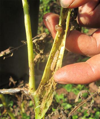severe-attacks-of-stem-borer-caterpillars-on-potato-plants