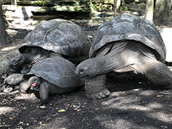 tortoises