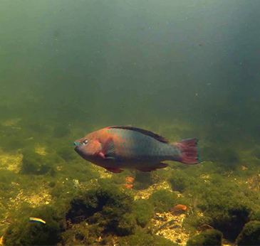 parrotfish