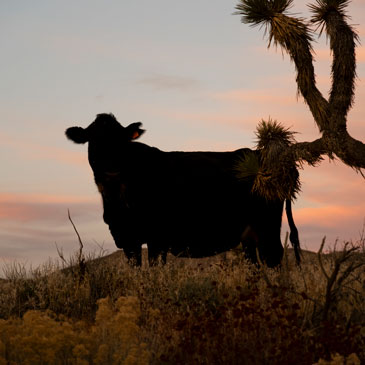 Photograph of a cow at sunset