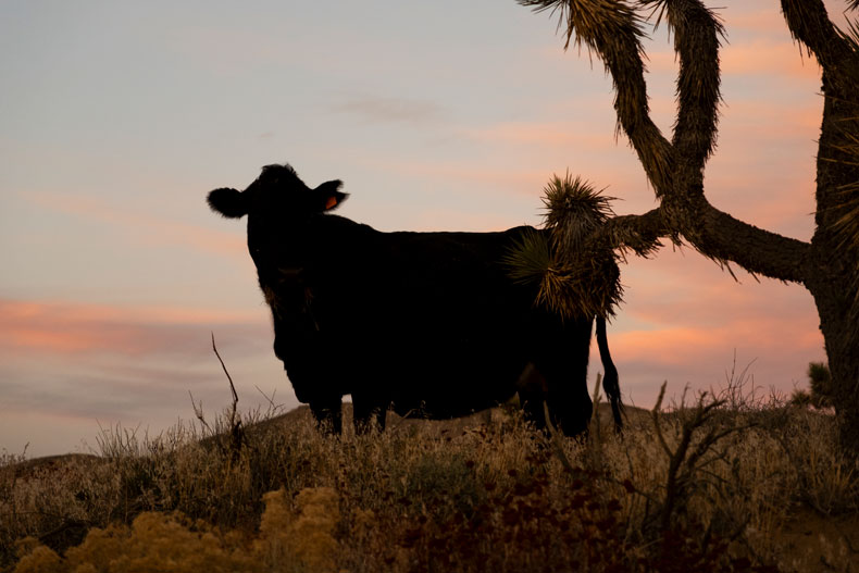 Photograph of a cow at sunset