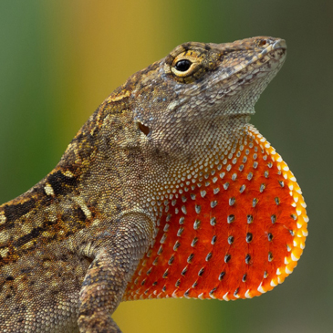 A brown anole lizard, one of the invasive species found in South Florida