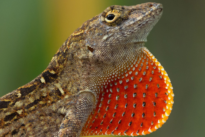 A brown anole lizard, one of the invasive species found in South Florida