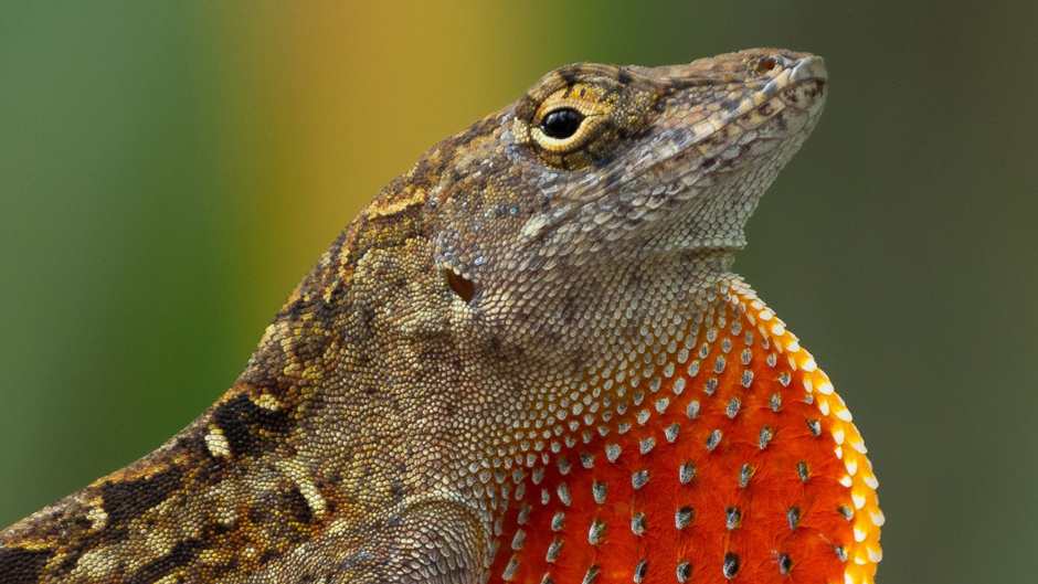 A brown anole lizard, one of the invasive species found in South Florida