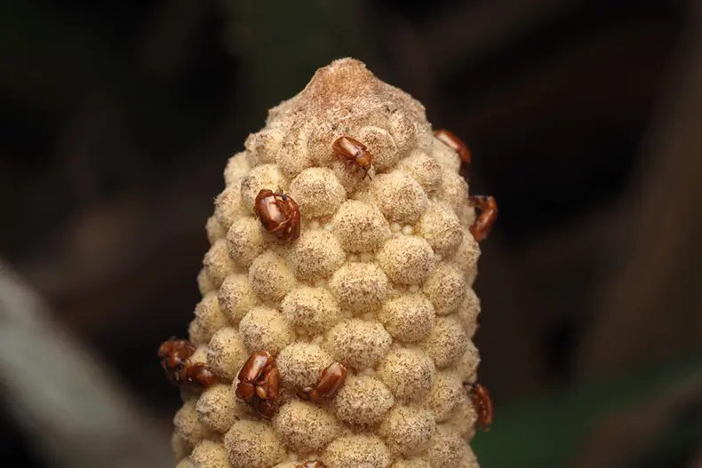A cycad cone with beetles