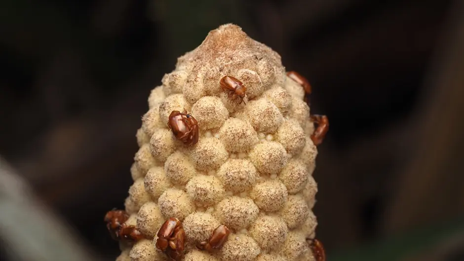 A cycad cone with beetles