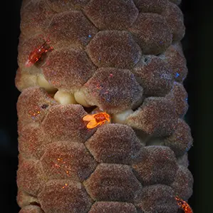 Beetles covered with UV-fluorescent dyes on a female cycad cone. 