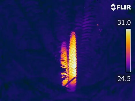 Thermal image of two male cycad cones releasing pollen. 