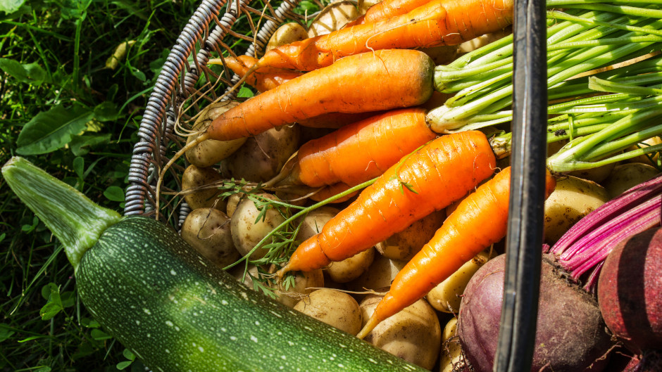 Basket of Zucchini, Potatoes, Carrots