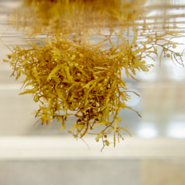 New study measures how wind moves Sargassum seaweed 