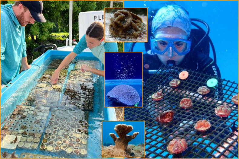 File: university-of-miami-partners-awarded-16-million-dollar-noaa-grant-for-groundbreaking-coral-restoration-project 