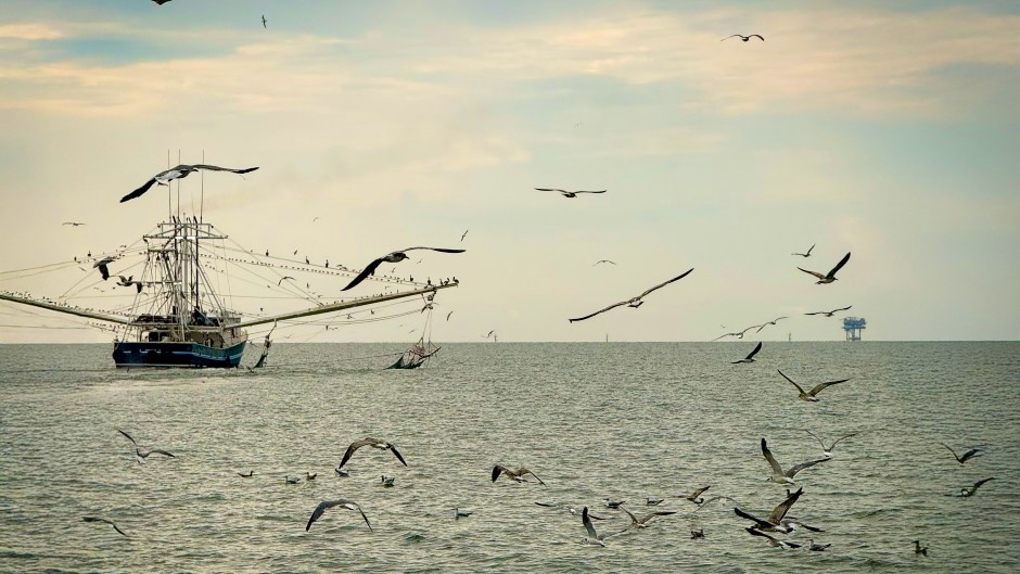 Study finds offshore wind areas in the Gulf pose minimal impact to shrimping grounds – University of Miami News
