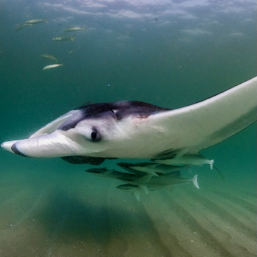 Manta rays create mobile ecosystems, study finds 