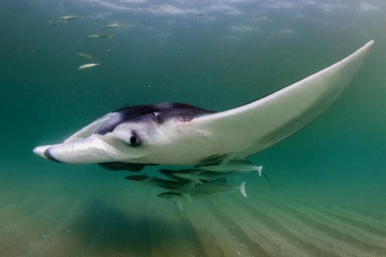 Manta rays create mobile ecosystems, study finds 