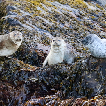 Study finds fisheries management—not predator recovery—drives catch levels in the North Sea 
